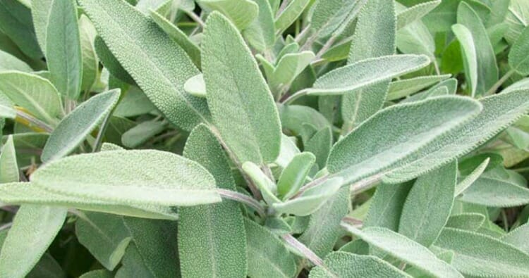 Salvia