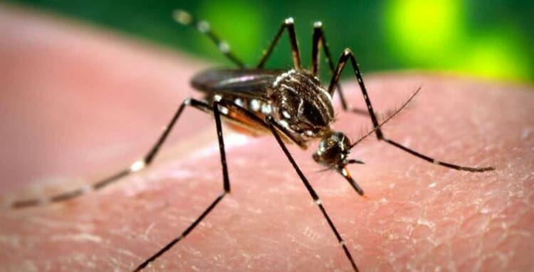 Síntomas del Zika