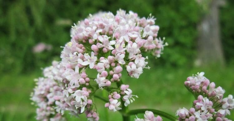 Valeriana