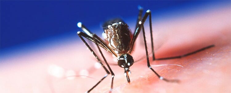 Virus del Zika