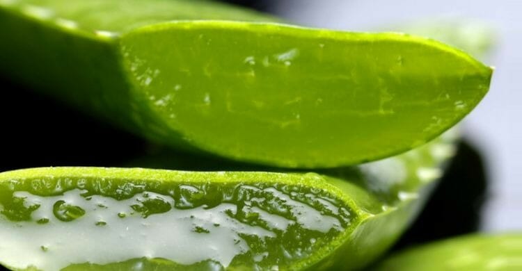 El aloe vera puede reducir la inflamación del estómago