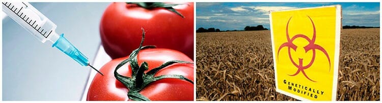 Cuáles son los peligros de los alimentos transgénicos