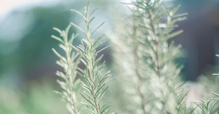 Remedio casero para la alergia con salvia, romero y ortiga