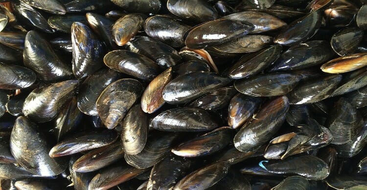 Beneficios de los mejillones para la salud