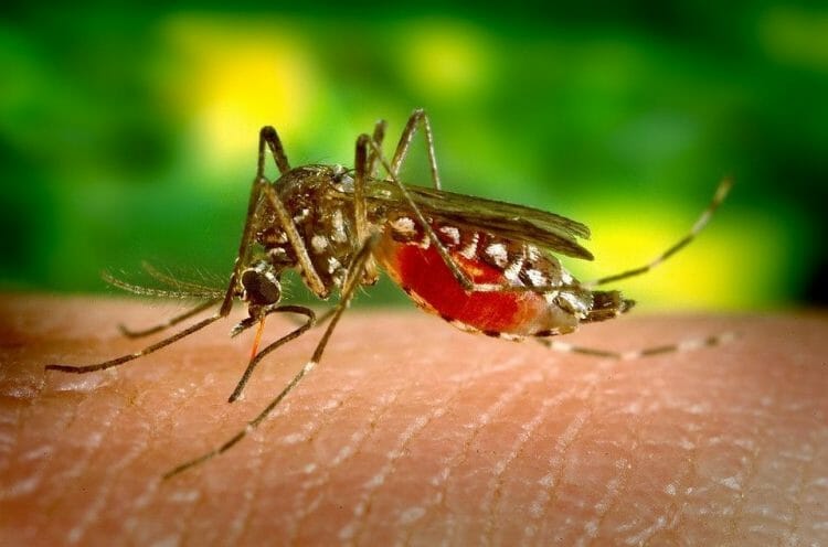 Tipos de fiebre amarilla