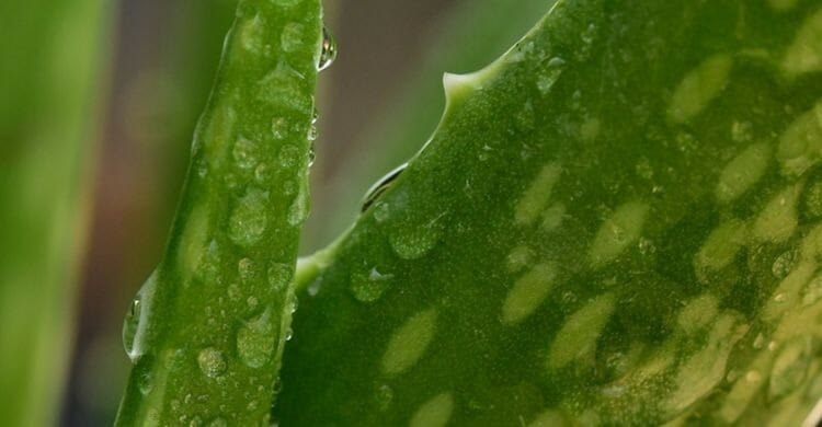 Aloe vera para el pelo encrespado