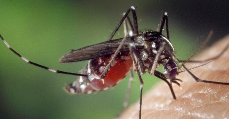 Se confirman dos casos de dengue contraídos en España