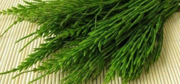 Infusiones para cuidar la próstata