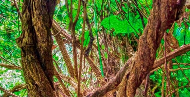 Efectos secundarios de la ayahuasca