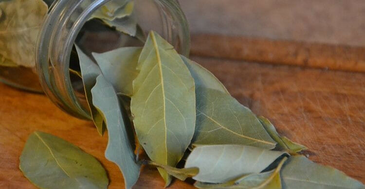 Laurel