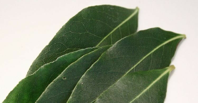 ¿Qué beneficios tiene el laurel?