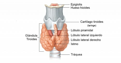 Qué es la glándula tiroides