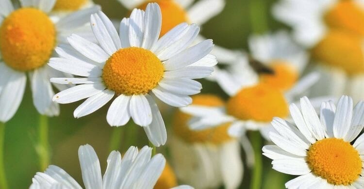 15 remedios naturales para los gases