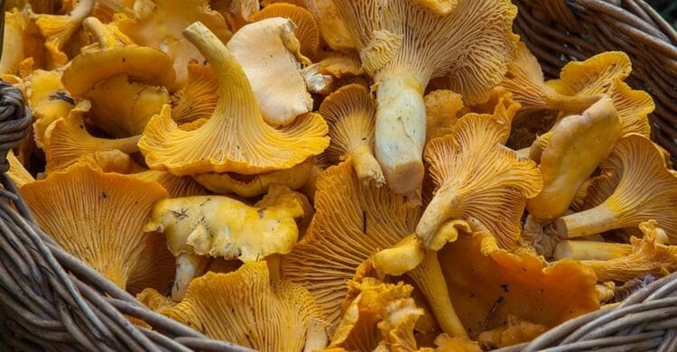 Setas, alimento rico en potasio