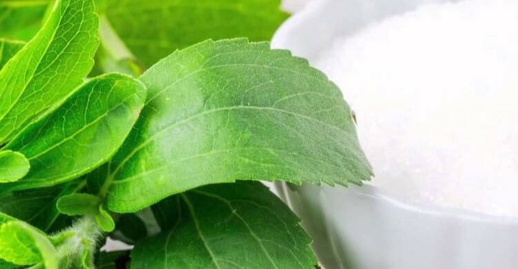 Stevia natural en casa