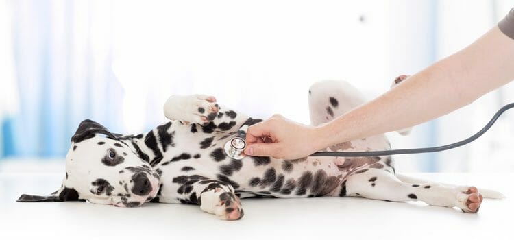 Ataxia en animales