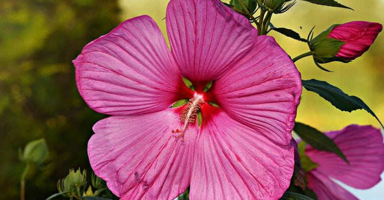 Hibisco