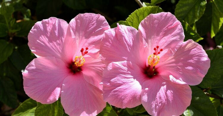 Hibisco: propiedades y beneficiospara la salud