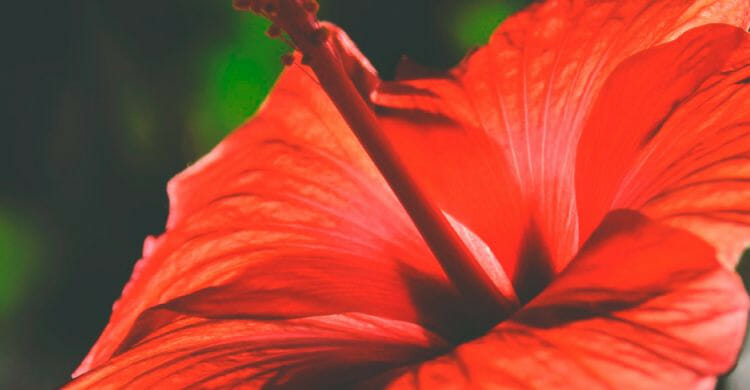 Hibiscus Syriacus