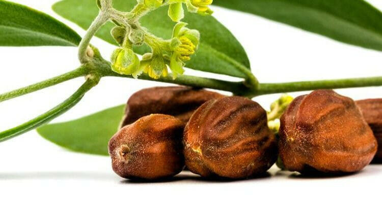 Aceite de jojoba