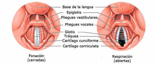 Cuerdas vocales