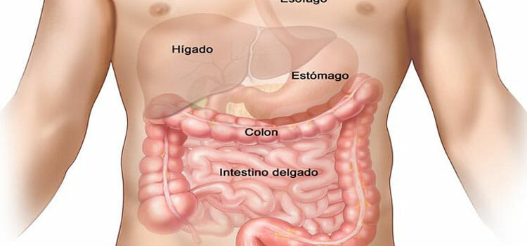 Ascaris lumbricoides en intestino delgado