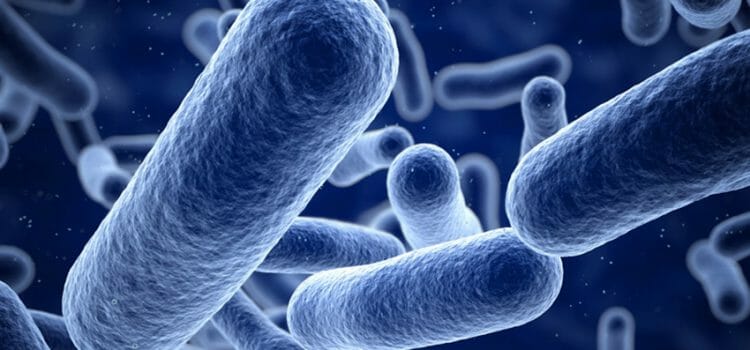 Bacterias de la pielonefritis