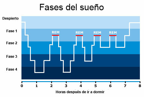 Fases y ciclos del sueño