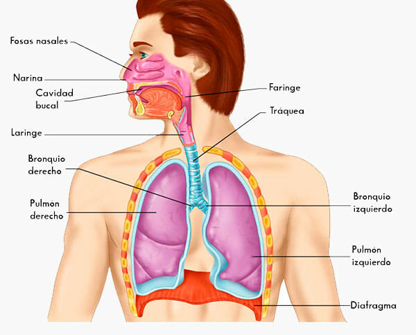 Sistema respiratorio: partes y anatomía