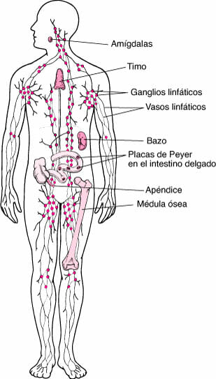 Esquema del sistema linfático (ganglios)