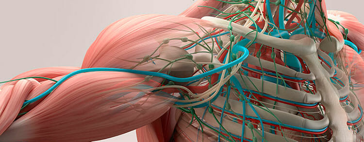 Importancia del sistema muscular
