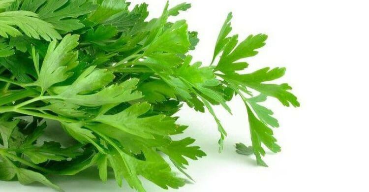 Infusión de perejil para la hipertensión