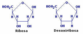Moléculas de carbohidratos