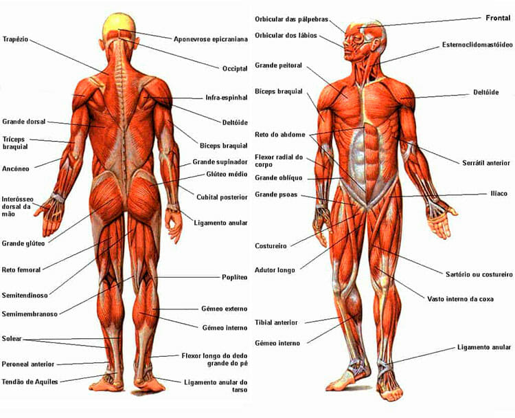 Músculos del cuerpo humano