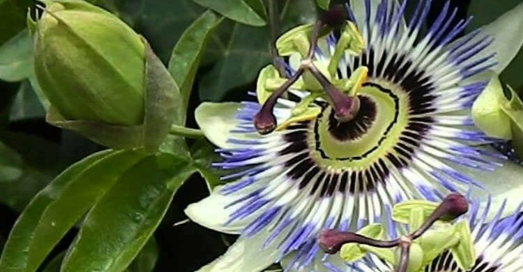 Pasiflora: un remedio natural para la hipertensión