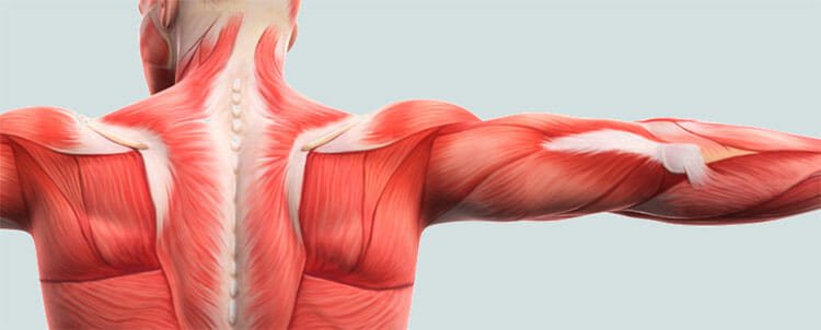 Sistema muscular
