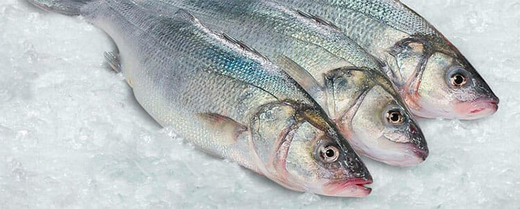 Pescado blanco