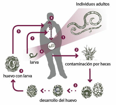 ¿Cómo se contagia la ascariasis?