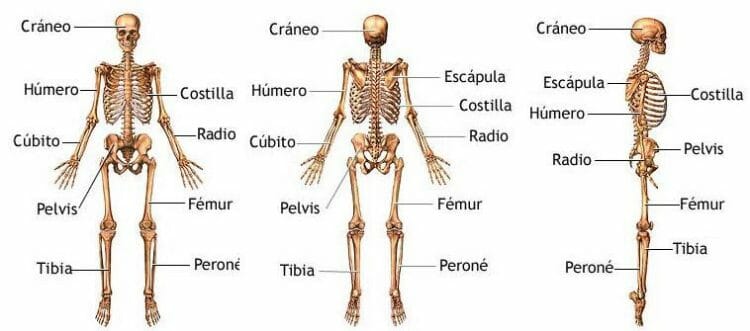 Partes del sistema óseo
