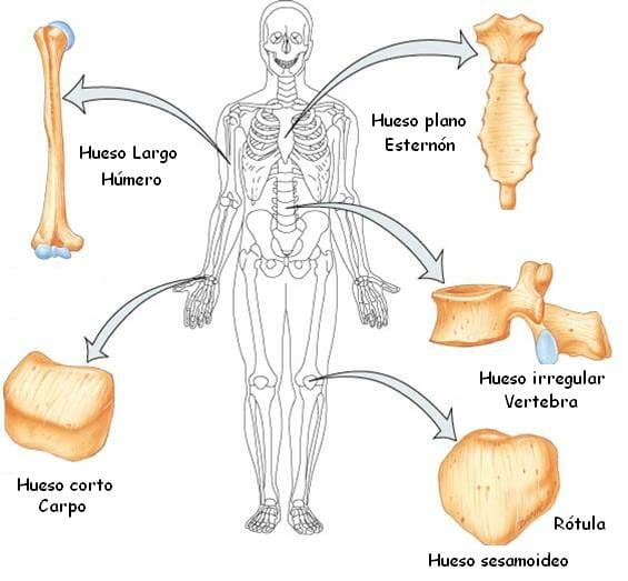 Tipos de huesos