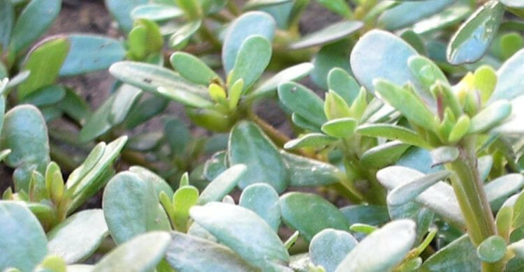 Cómo cultivar la verdolaga en casa