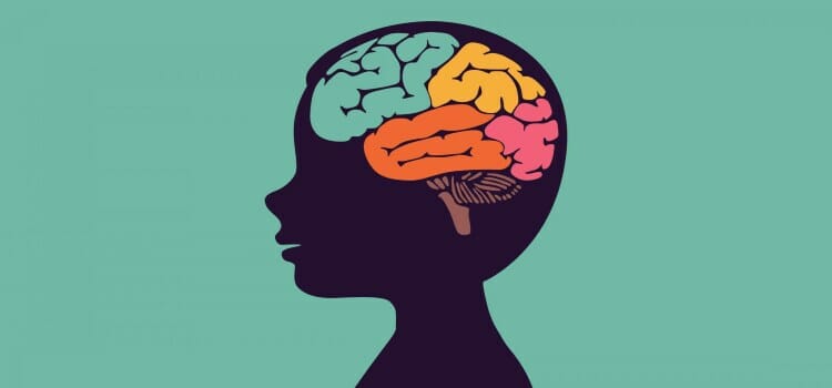 Desarrollo del cerebro