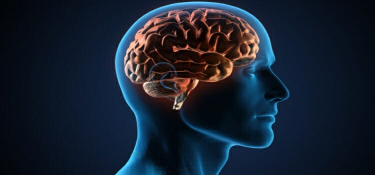 Partes del cerebro y sus funciones más características