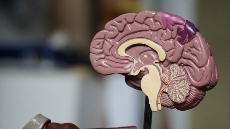 Neuropsicología