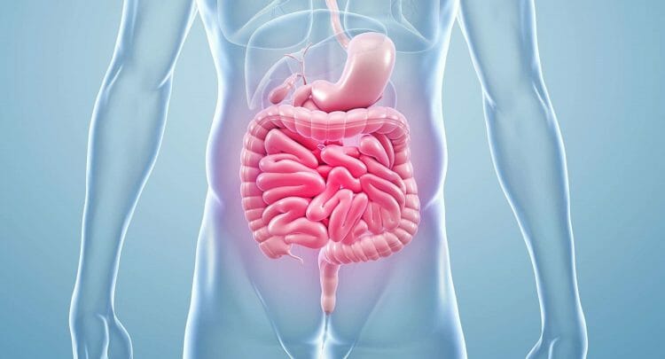 Tránsito intestinal lento: cómo saber si lo padezco