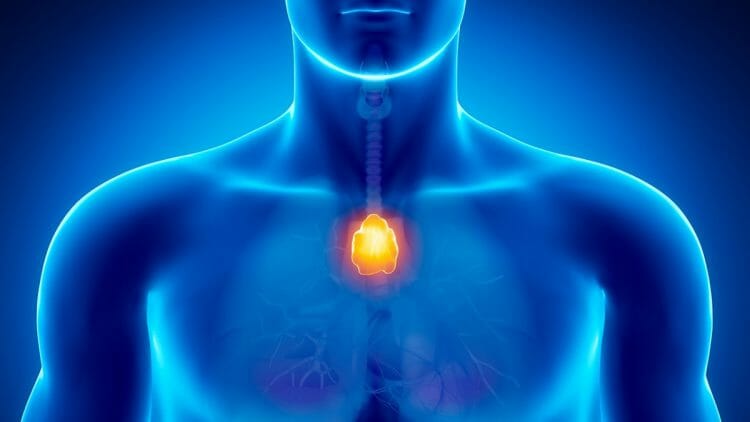 Tipos de glándulas del cuerpo humano y sus funciones