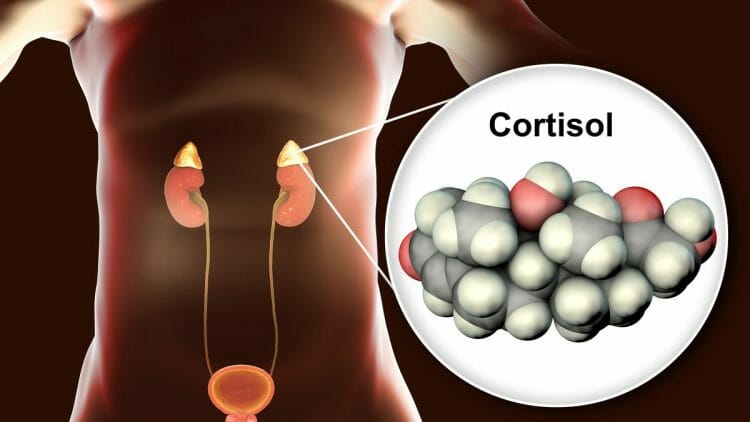 Cortisol: todo lo que necesitas saber sobre la hormona del estrés