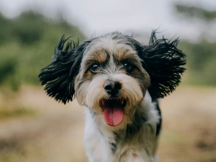 7 perros que no dan alergia, los más recomendables para personas alérgicas