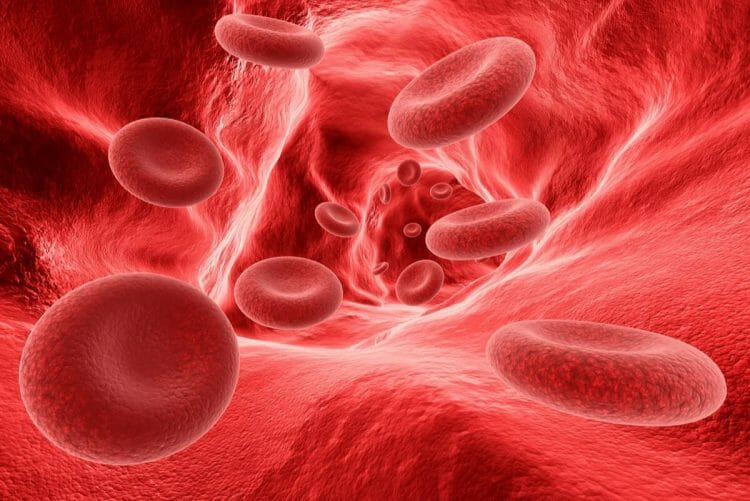 Glóbulos rojos que son