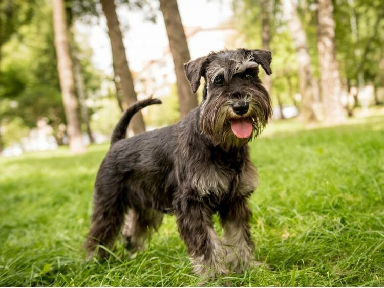 Schnauzer